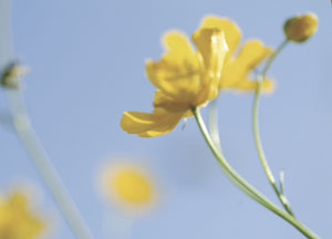 bildreich karten PK 43: frühlingsflirren I.
