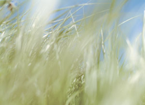 bildreich karten PK 44: gras I.