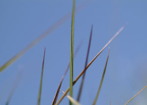 bildreich karten PK 50: gras III.
