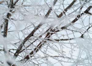 bildreich karten PK 81: winter II.