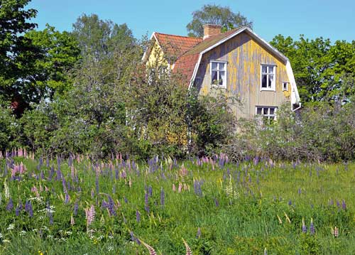 bildreich karten PK 1018: mittsommer.