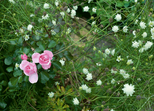 bildreich karten PK 1147: rosen in bluetenschar.