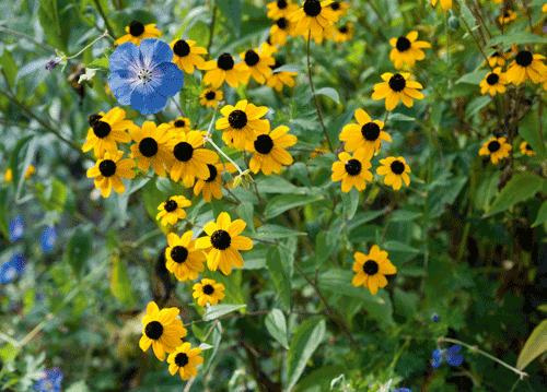 bildreich karten PK 1154: begegnung im garten II.