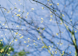 bildreich karten PK 125: frühling I.