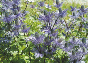 bildreich karten PK 180: distelblau.