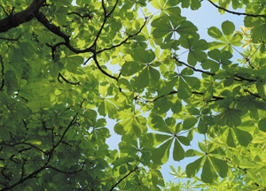 bildreich karten PK 248: sommerblätterdach I.