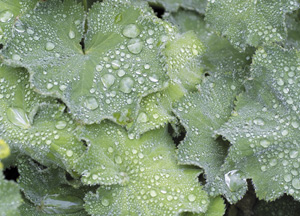 bildreich karten PK 319: alchemilla vulgaris, frauenmantel.