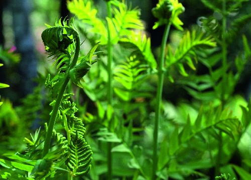 bildreich karten PK 522: waldlichtung.