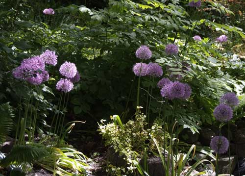 bildreich karten PK 808: allallium.