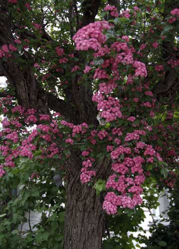 bildreich karten PK 811: rosa kaskade.