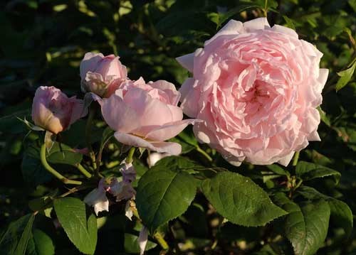 bildreich karten PK 893: rosa rosen.