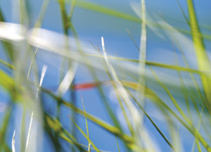 bildreich karten PK 88: gras IV.