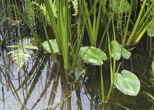 bildreich karten PK 266: kleiner teich.