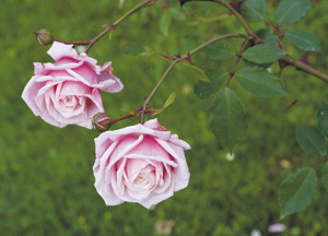 bildreich karten PK 341: strauchrose blossomtime, o'neal 1951, usa.