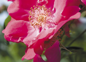 bildreich karten PK 346: rosa rubiginosa, rosenwunder.