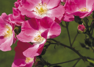 bildreich karten PK 351: kletterrose american pillar.