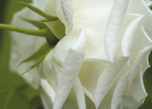 bildreich karten PK 363: rosa noisettiana blanc pur.