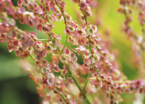 bildreich karten PK 407: rumex acetosa, sauerampfer.