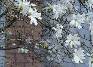 bildreich karten PK 435: sternmagnolien.