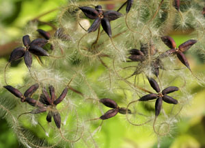 bildreich karten PK 457: clematis II.