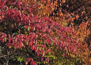 bildreich karten PK 477: herbstglühen.