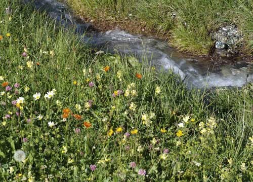 bildreich karten PK 731: bergfruehling.
