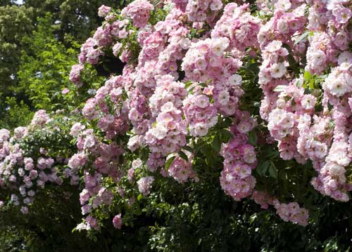 bildreich karten PK 732: rosenrausch.